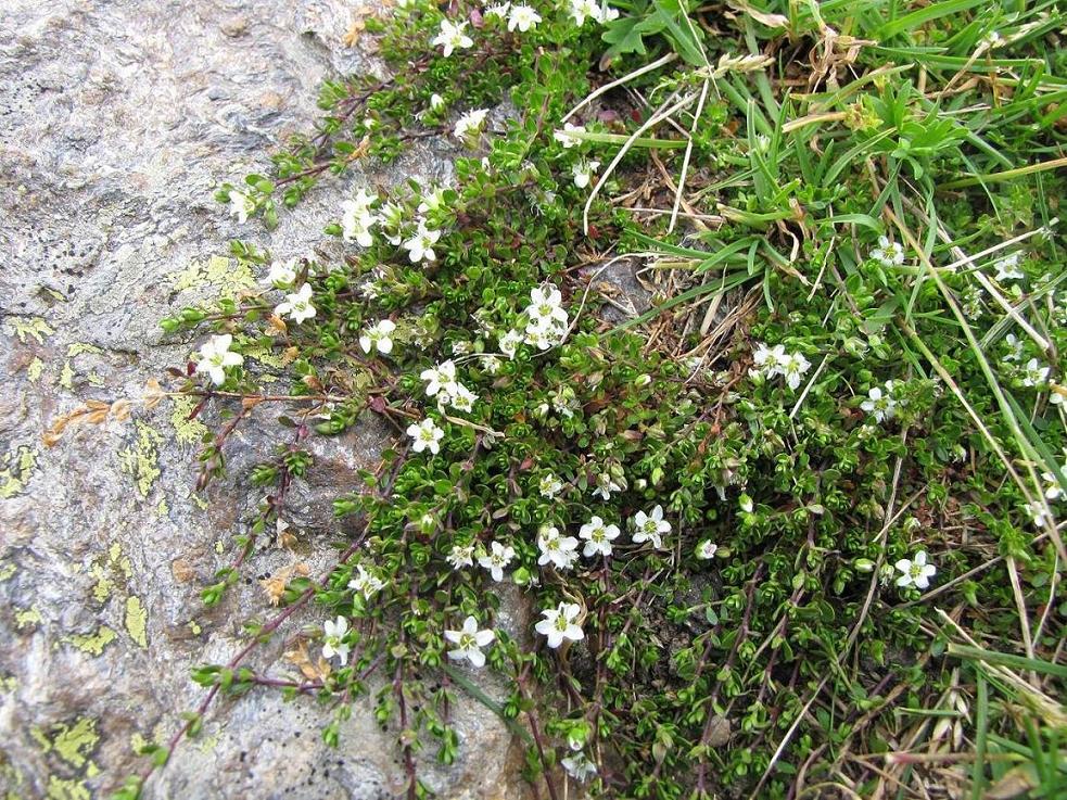 Arenaria biflora